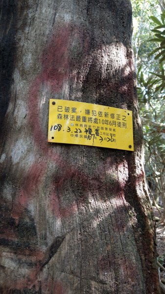 2020.03.08塔曼山872665