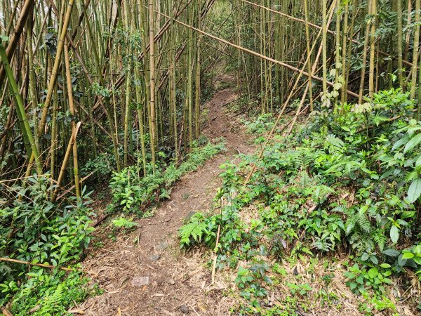 20230409那羅山、煤源山、大混山、道下山O型2141986