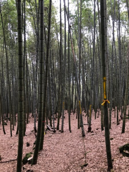 鹿谷大石公走樟空崙山五連峰798215