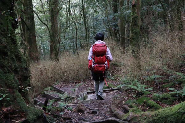 2020-12-12 八仙山1216294