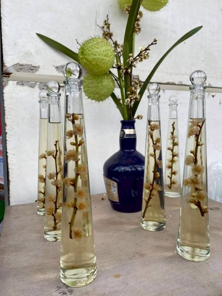 🌈1/17（六）蔡家古厝賞梅×梅子夢工廠×車埕老街✨FB：熊熊趴爬走🌈2983908