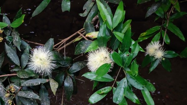 汐止八連路1716767