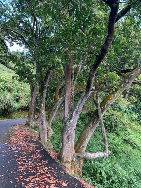 貓囒山步道（小百岳）2273277