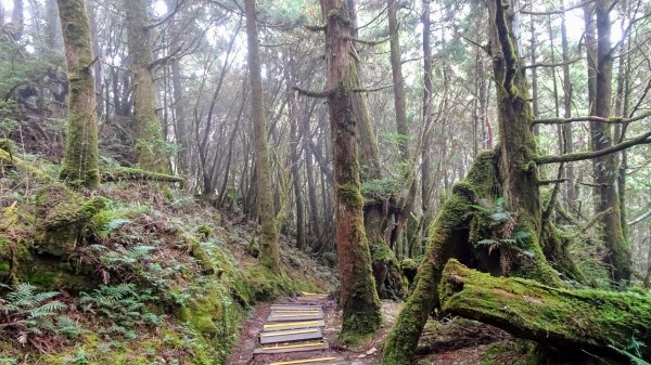 太平山（翠峰,茂興,鐵杉林,見晴）1097223