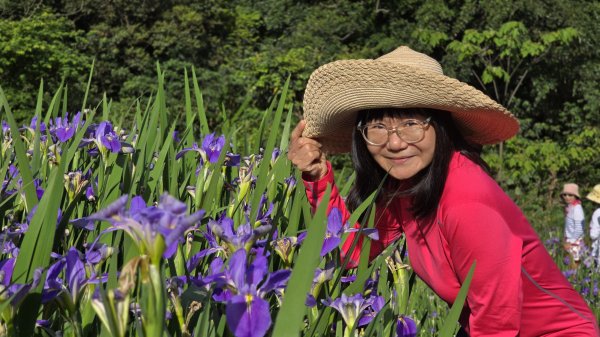免出國免門票，連綿壯闊的梯田風情，全臺唯一梯田鳶尾花海，嵩山百年梯田2764689