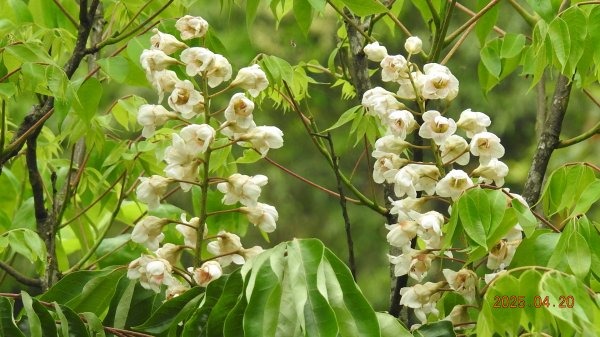 五色鳥和鐘萼木&夕陽晚霞 4/202766536