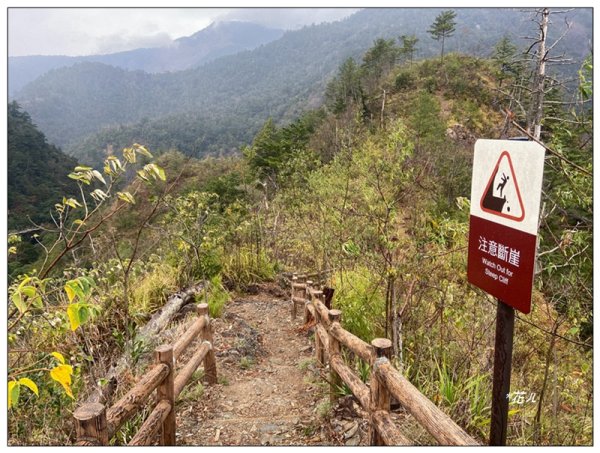 惠蓀林場 杜鵑嶺 O遶一圈3010273