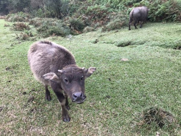 【動物】因應冬季來臨啟動牛隻健康監測 加強巡查牛隻健康情形