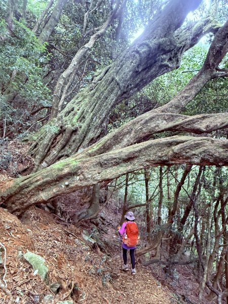 鳶嘴山+稍來神木 202508302873910