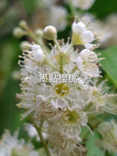 德三縱走