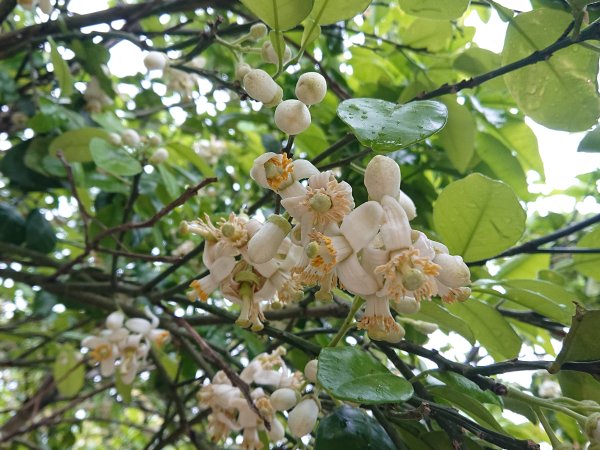 功維敘隧道-貓狸山公園2754510