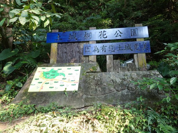 桐花公園、天上山~桐花開了！943090