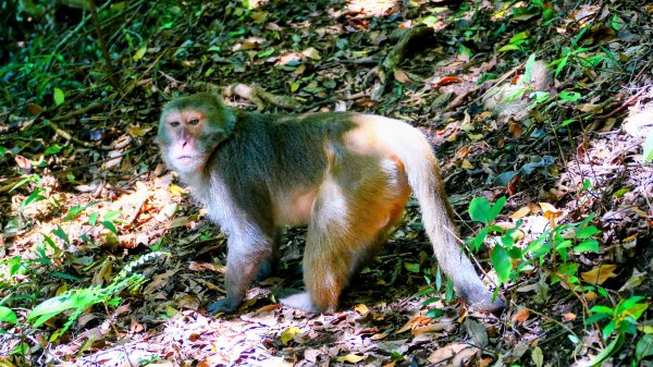 紅壇上紗帽山,花卉中心3016475