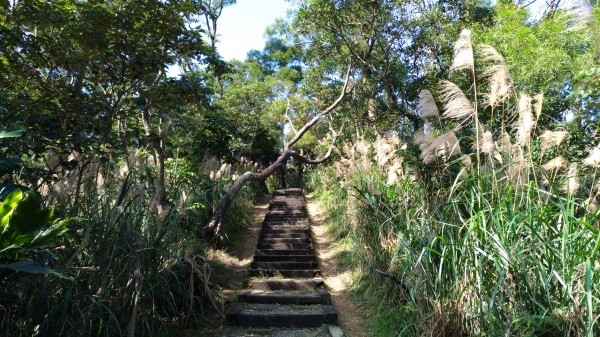 銀河洞越嶺步道+待老坑山+鵝角格山254980