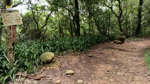 楊梅區龜山頭山-福人步道-莊迷湖-保甲路古道-東森山林森林步道-福人步道3074671