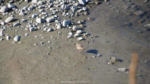 《台中》落雨松季｜石岡挑物古道O繞下情人木橋202501122687663