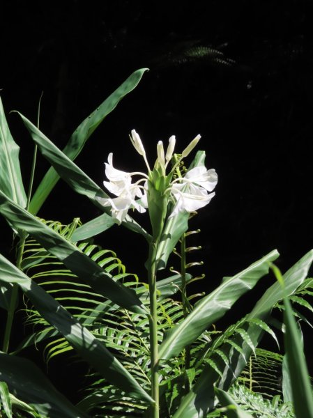 澀水森林步道(+水上瀑布)2915722