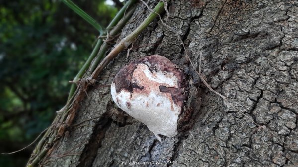 《新竹》城市微旅｜十八尖山+香山濕地賞蟹步道202511012928402