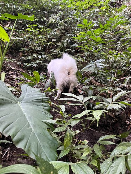 跟銀狐犬一起去蝴蝶谷瀑布找遺失登山杖 2025.12.52956208