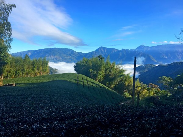 竹林饗宴--瑞太古道登雲戴山順走九芎坪山493553