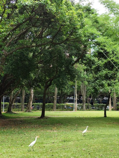 大安森林公園、大港墘公園【走路趣尋寶】【臺北健走趣】2556015