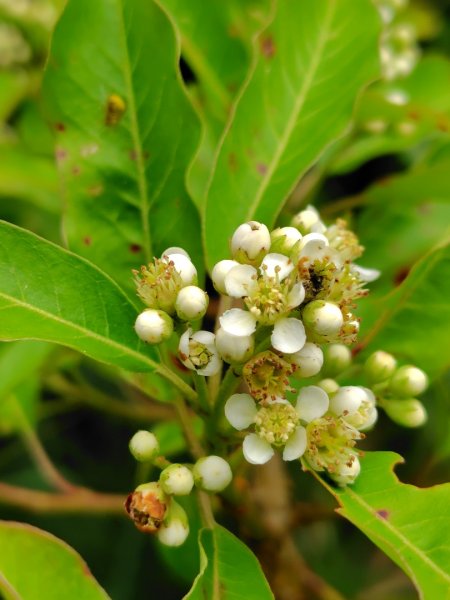 稍來小雪山國家步道、船型山、鞍馬山、鞍馬山東北峰、天池、雪山神木2799756