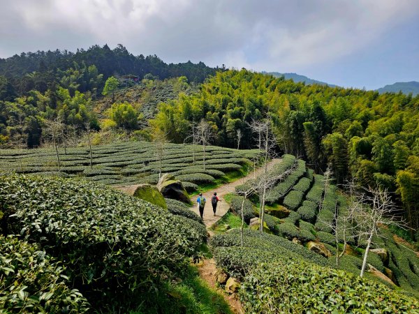 溪頭四秀 - 南投縣鹿谷鄉3023274