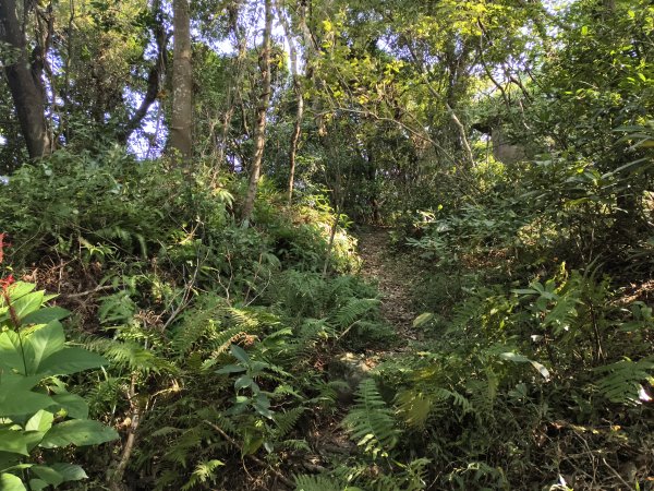 [百山百鳥尋旅-14/15] 2025_0929 劍潭山親山步道2900887