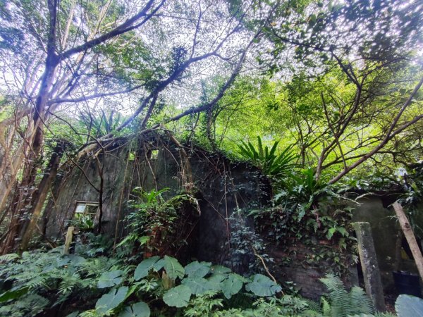 三峽白雞三山2963348