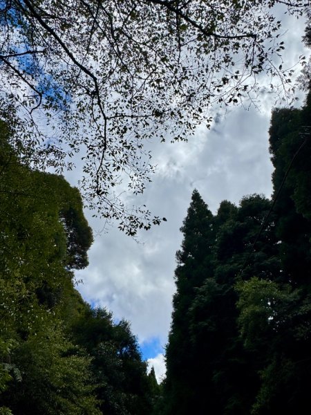 觀霧-榛山步道2926020