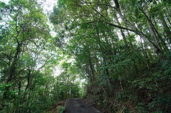 南投 仁愛 北東眼山、中央東眼山2623596