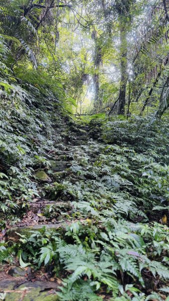 20250803枋山坑古道2850499