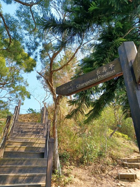 【台中大肚】綠蔭成徑。 大肚萬里長城步道O繞2790776