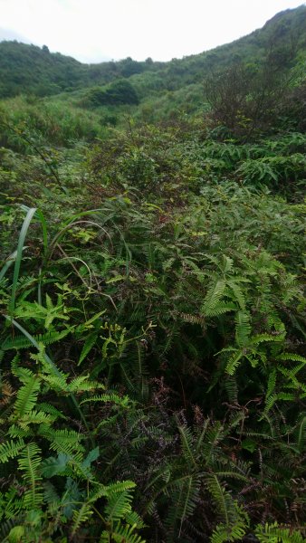 茶壺山、半屏山o縱950853