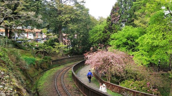 阿里山蒸氣火車活動日期查詢查詢909585