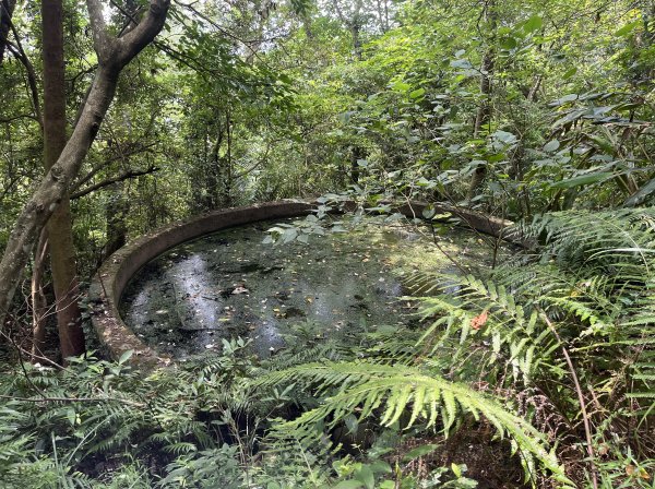 [皮皮獅Hike客任務-02/10] 2024_0720 渡南古道+飛鳳古道2557088