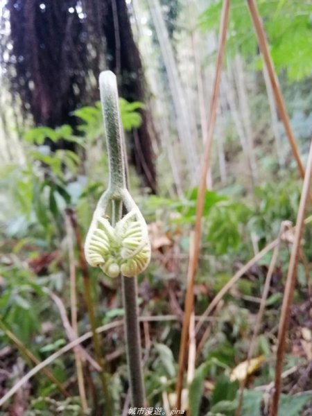 【南投。國姓】步道有些荒涼感。小百岳集起來。 編號47小百岳~九份二山1372381