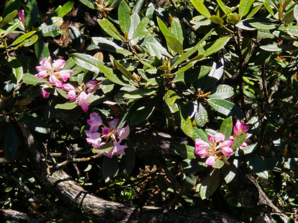 鳶嘴山杜鵑盛開2770236