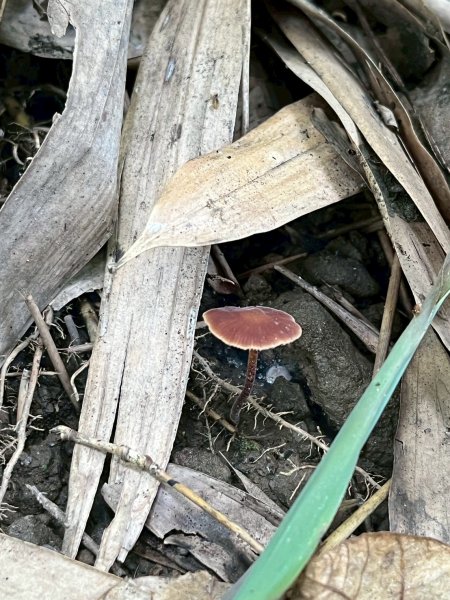 2025/6/28馬那邦山2823654