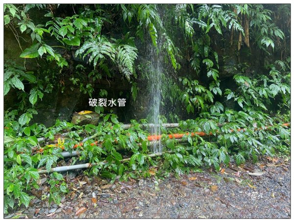 冷埤、粗坑山、血藤之旅3020362