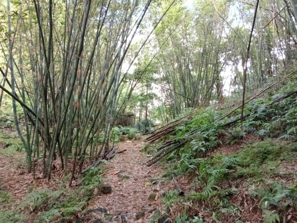 平溪區善覺寺步道+畝畝山北稜線+畝畝山+石硿子瀑布+灰窯瀑布O型2940017