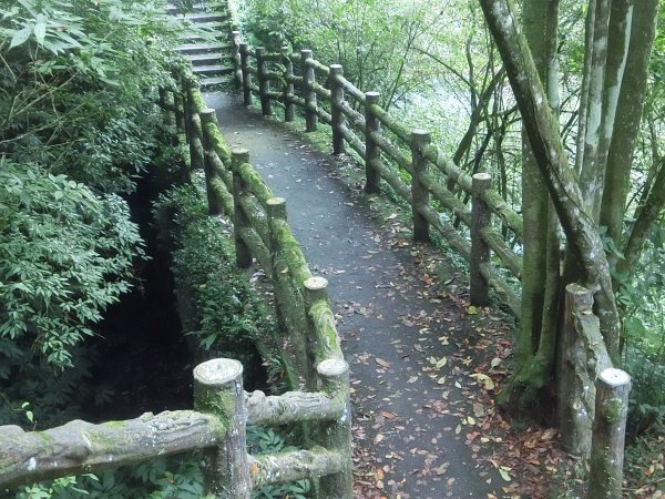 溪頭銀杏神木彩虹橋459541