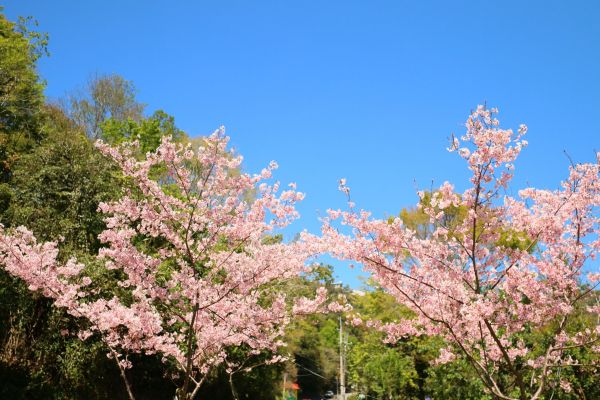 拉拉山的櫻花286573