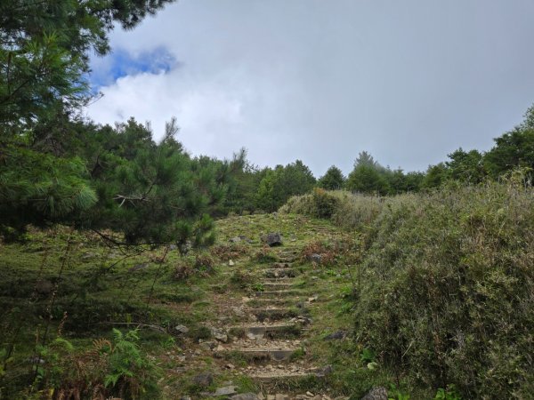 塔塔加步道（大鐵杉登山步道）2883116