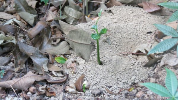 《南投》峰峰相連｜草屯九九峰森林步道O型202509062879277