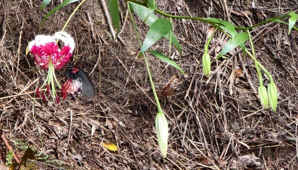 雲山水花鳥蝶-天龍國阿伯的日常 #艷紅鹿子百合 #大鳳蝶 #玉帶鳳蝶封面