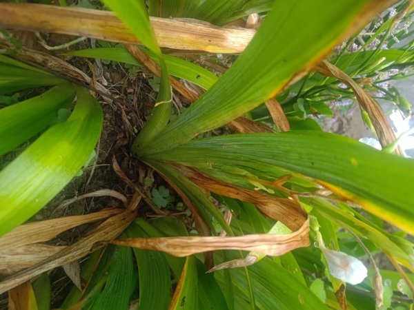 梅山鄉撿山頭2449424