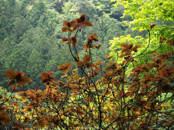 《宜蘭》北橫明珠｜明池國家森林遊樂區201805192889298