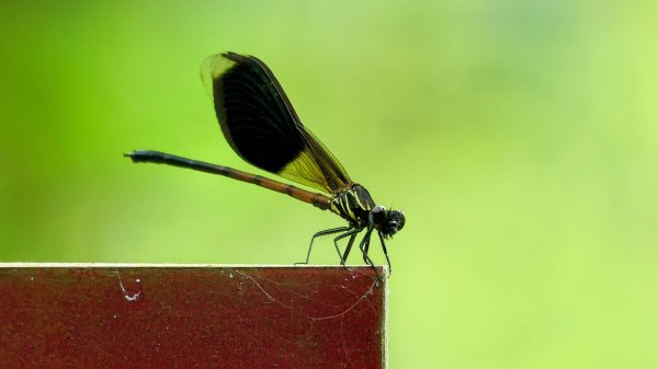 暖東峽谷大環小環2834416