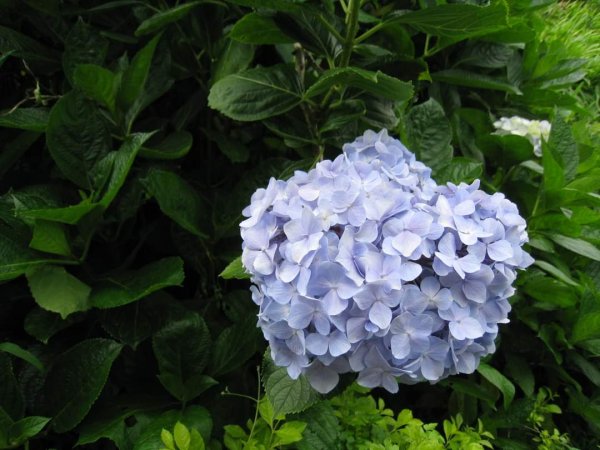 小百岳NO.5觀音山 牛港稜步道  硬漢嶺   楓櫃斗湖登山步道2126779